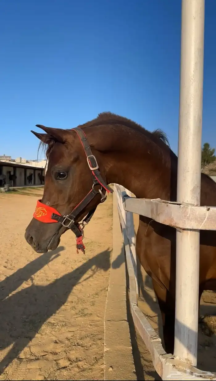 حصان ورق كفو كفو الحد 9 الف 1