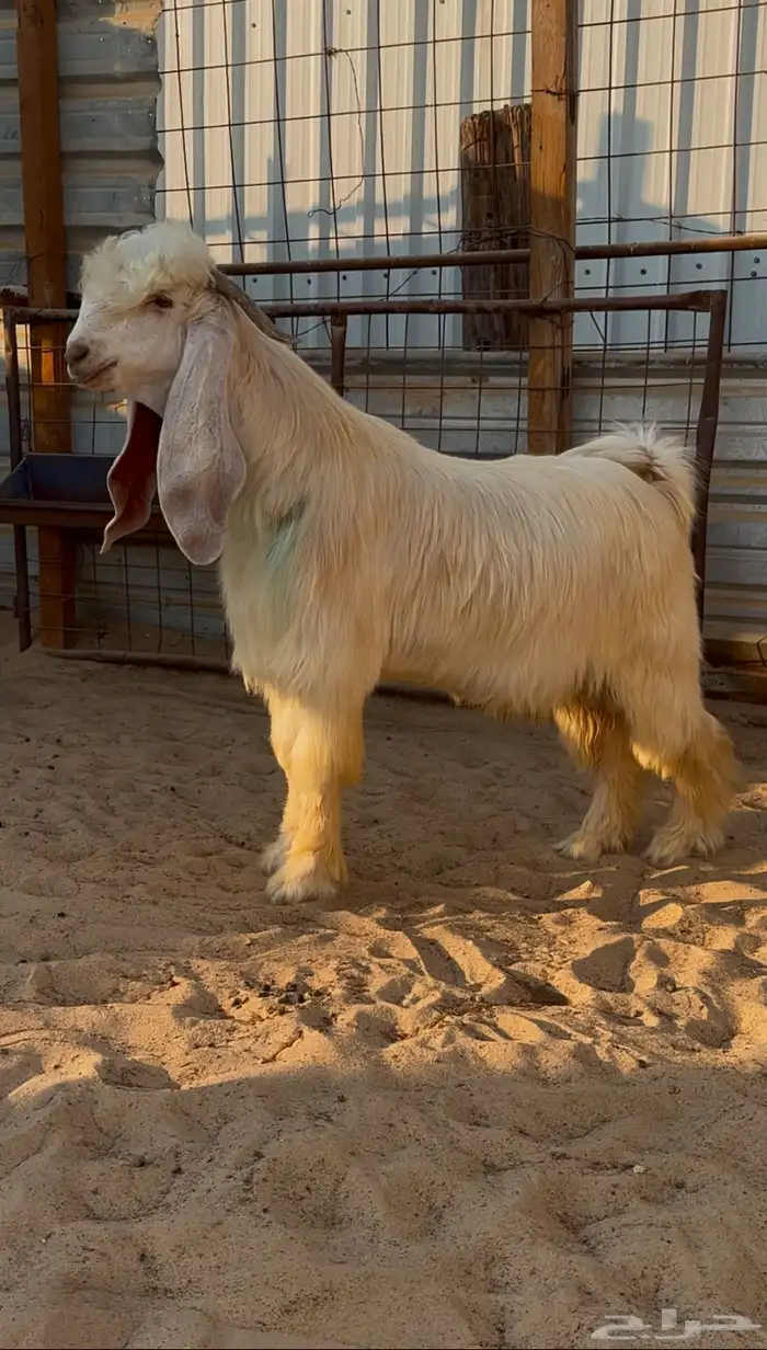 تيس عارضي اصفر خصم 0