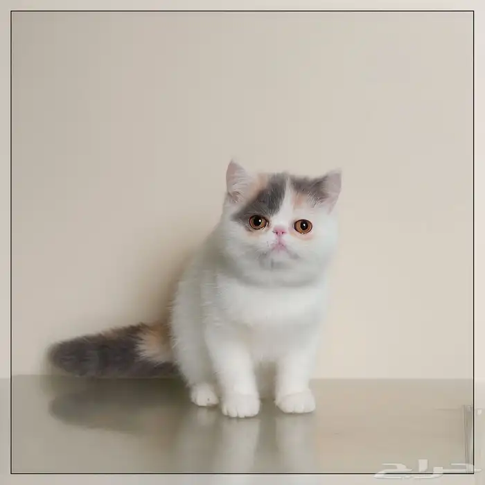 قطة اكزوتيك شورت هير للبيع - انثى - يوجد دفع بالتقسيط 0