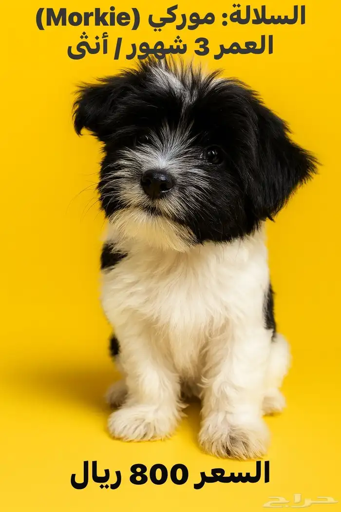 بيع 5 كلاب موركيز 3 شهور 3