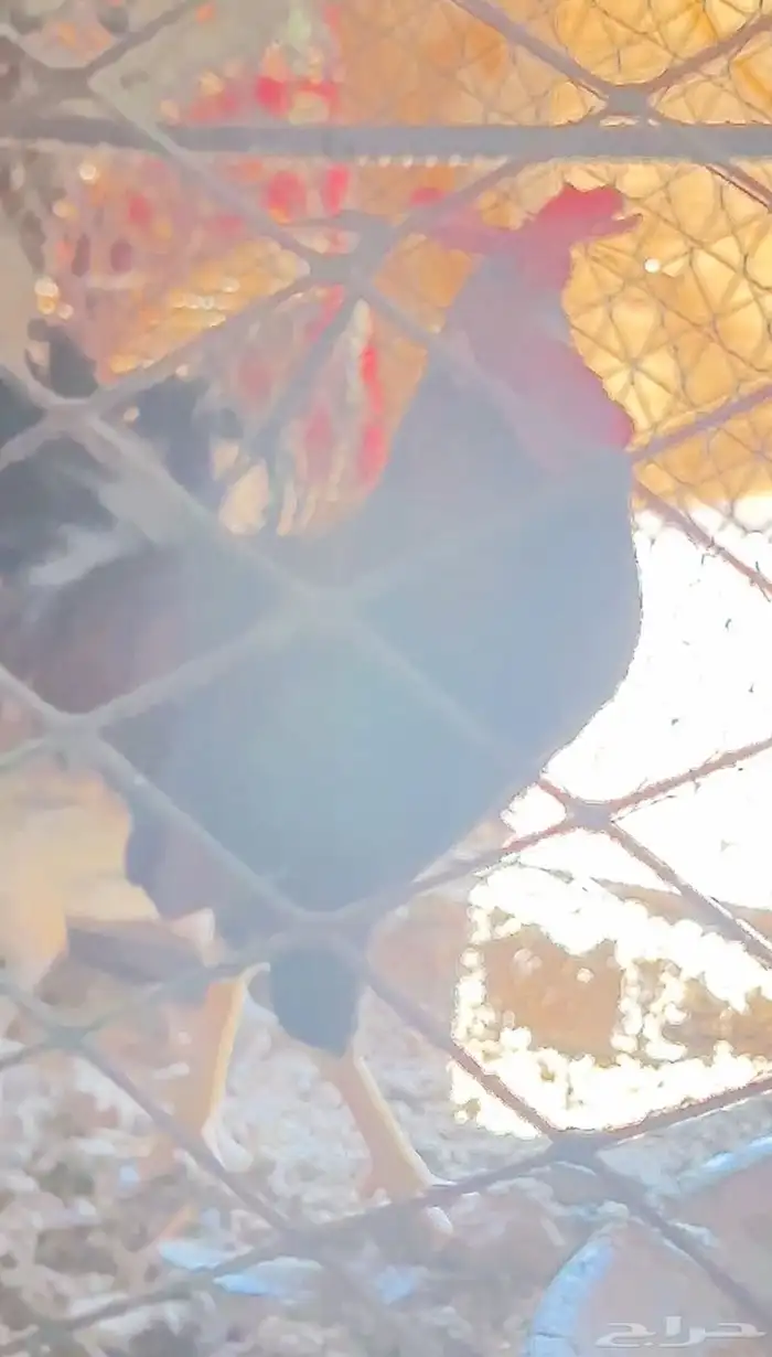 تاج ديك ودجاجتين تاج افرق 3