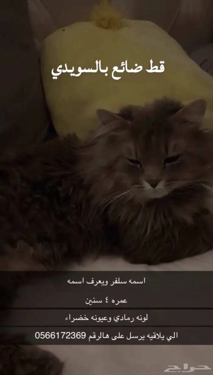 قطو ضايع بالسويدي 0