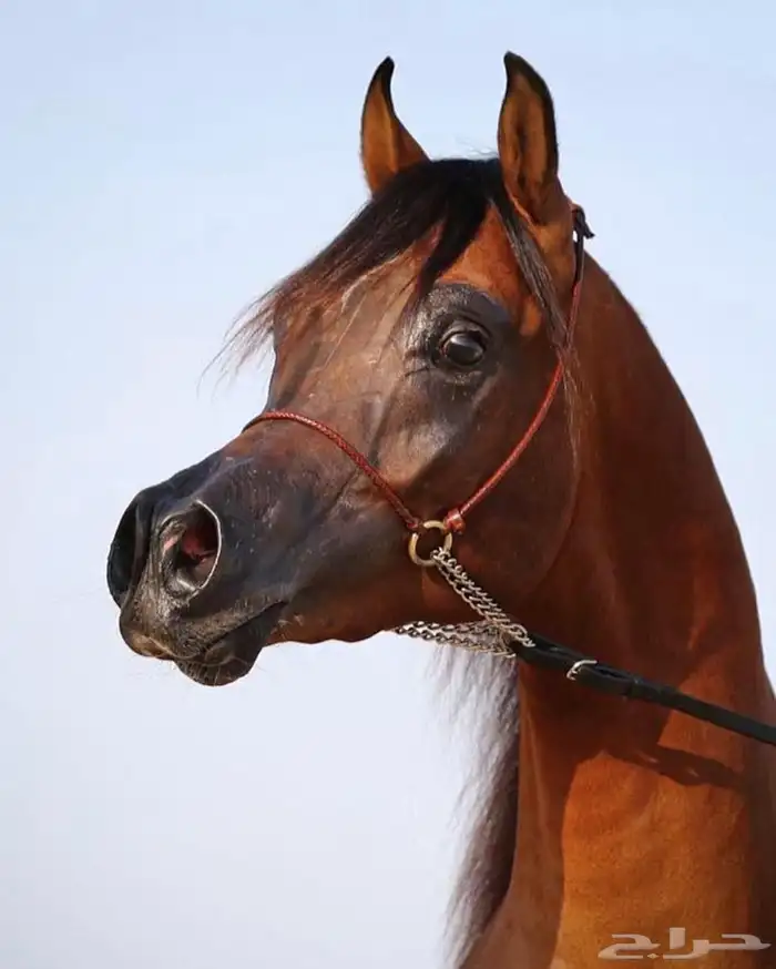 اسطبل الكيان للإيواء وخدمات الخيل 1