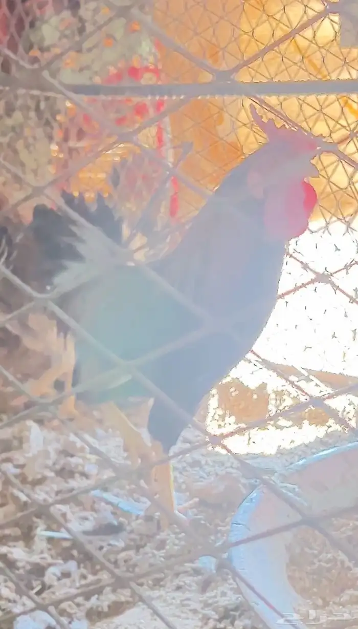 تاج ديك ودجاجتين تاج افرق 0