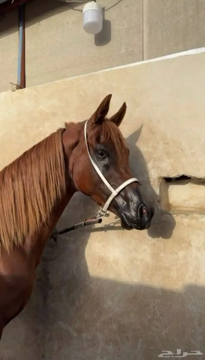 حصان واهو نسب قوي 3