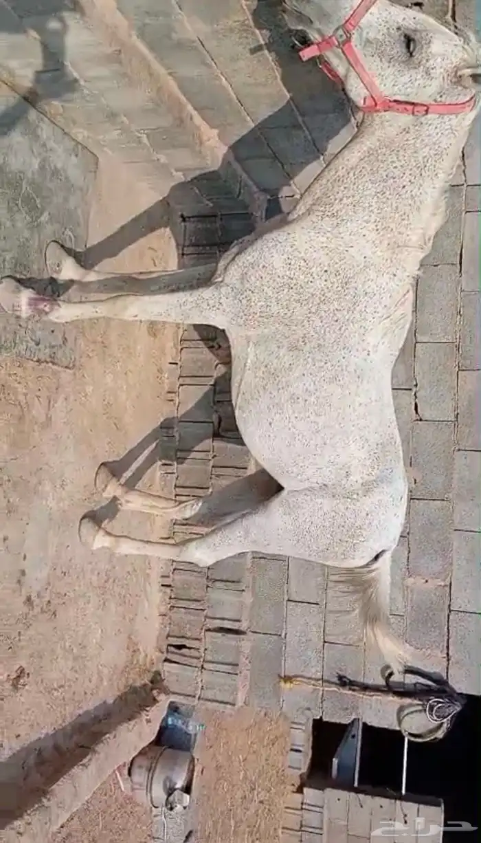 خيل عربي شعبي 1