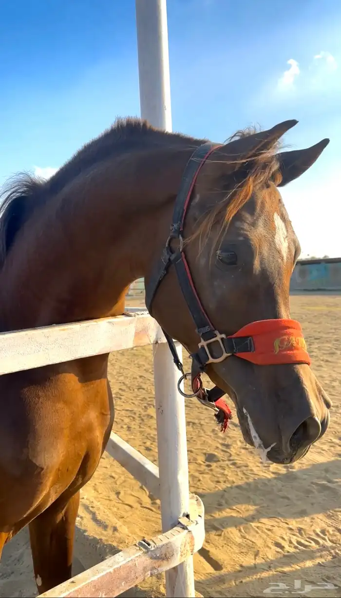 حصان ورق كفو كفو الحد 9 الف 2