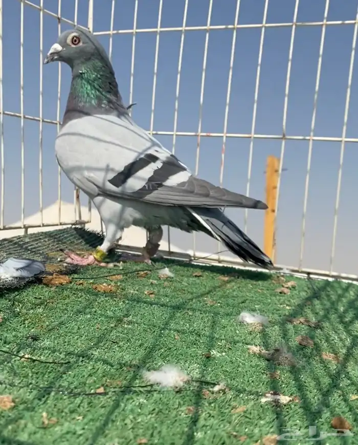 حمام زاجل سباق نوادر 19