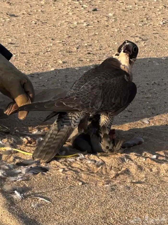 صقرا مفقود 3