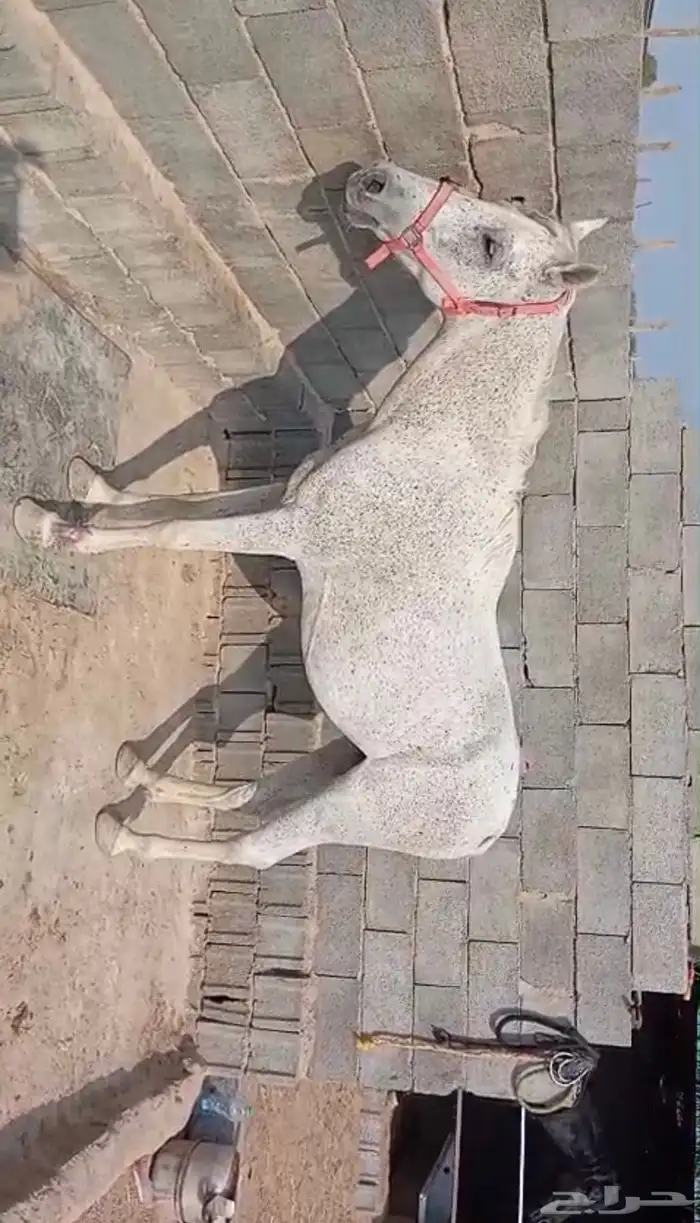 خيل عربي شعبي 2