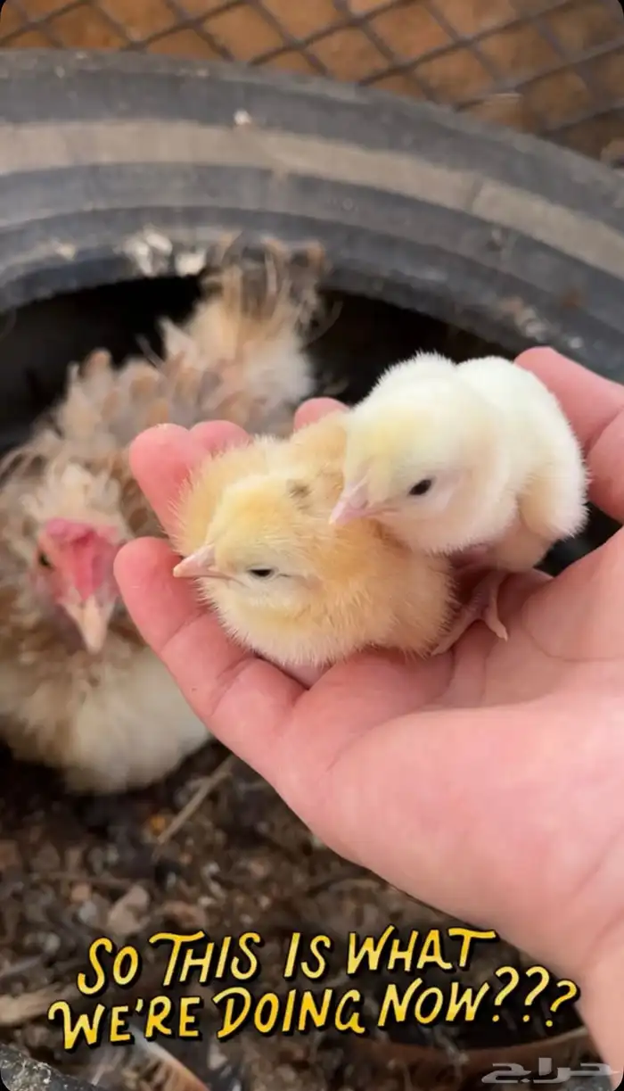 للبيع دجاج بلدي 1