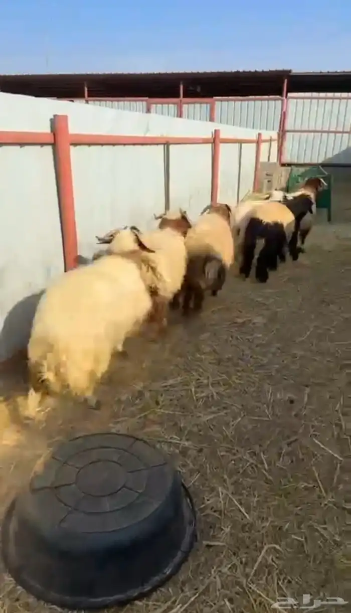 خرفان نعيم جبرة ومغلقة شحم 2