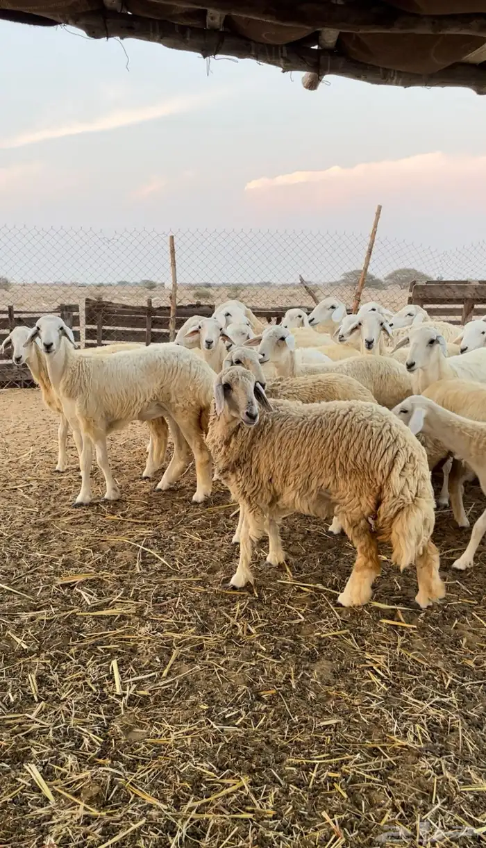 رخال حريه للبيع 3