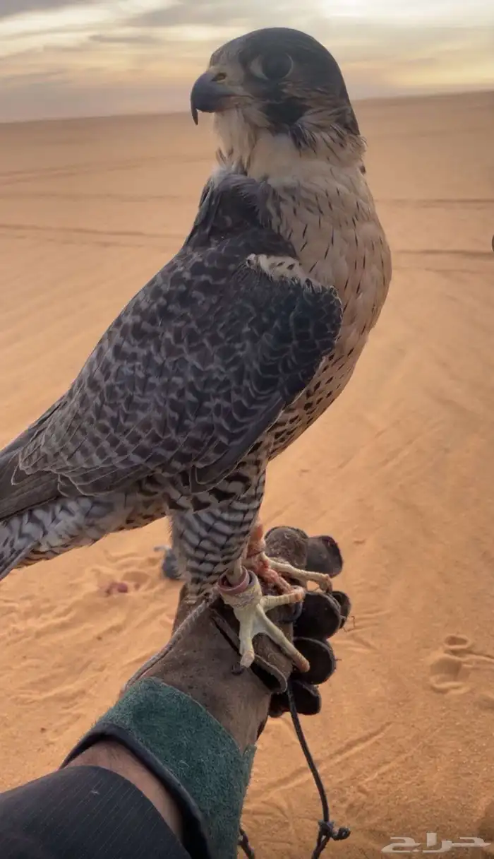 جير تبع للبيع 1