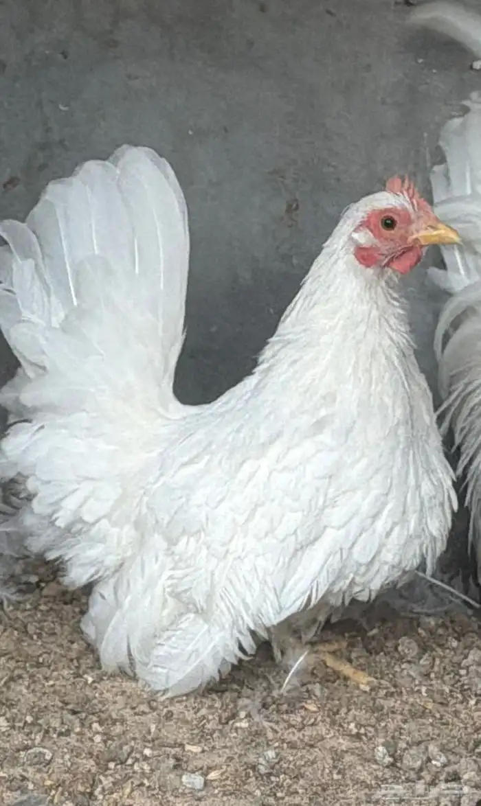 دجاج جبانيز ابيض بيور 1