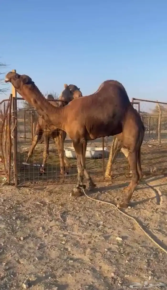 جمل احمر مشروط 0