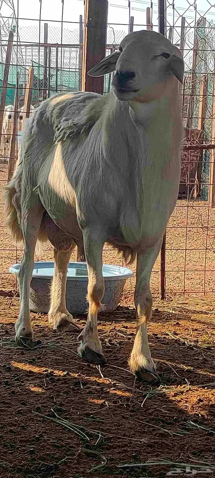 طلي فحل حري انتاجه طيب بالحيل جروم وشعرة 0