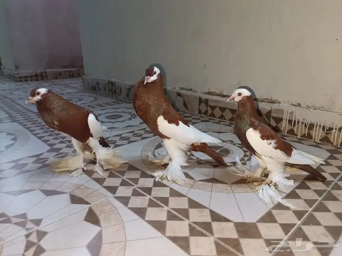 جوز نفاخ مسوبع مع3 من إنتاجه 3