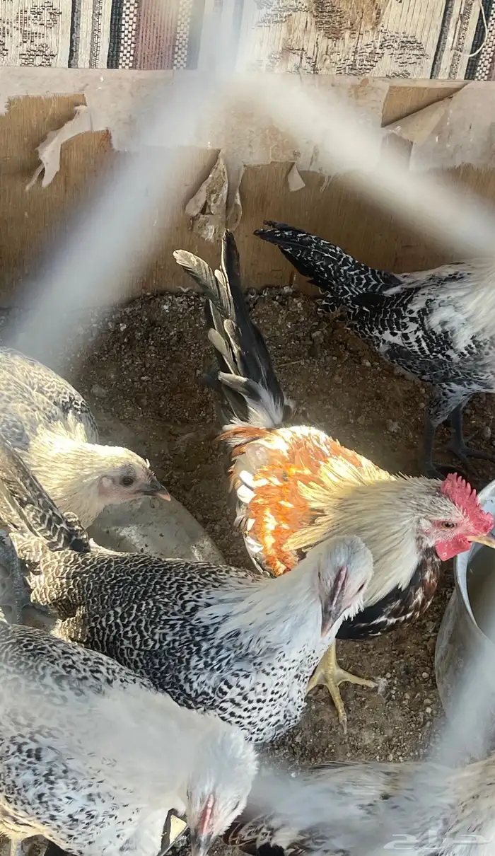 دجاج فيومي 0