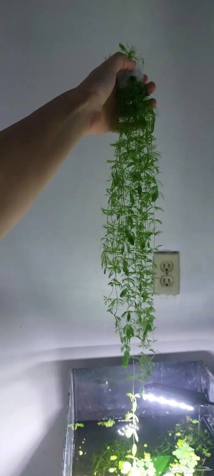 نبات ماء foxtail عرض 1