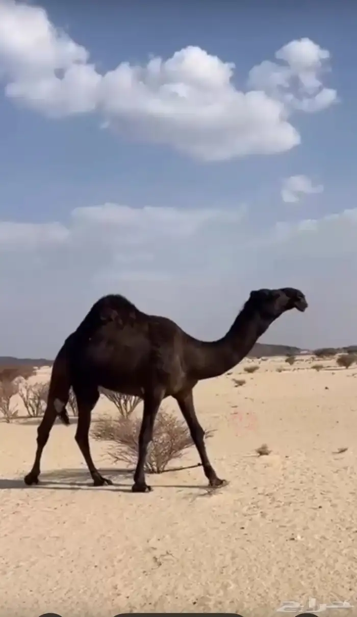 قعود لقي يجذع على فزاع بن شري الهرش على الشرط والشهاده مو 0