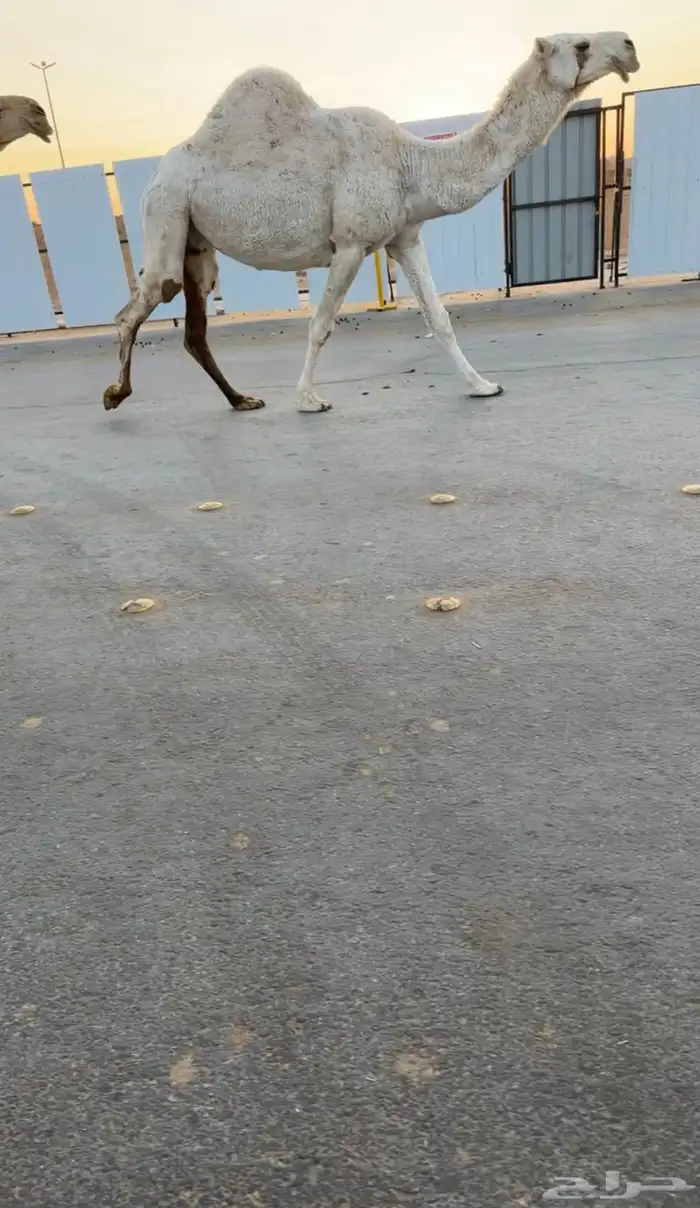 لقحات وضرايب 0