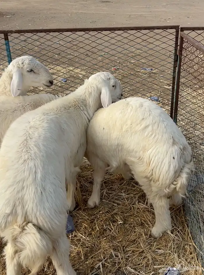 متوفر لدينا ذبايح برية بعفيف 3