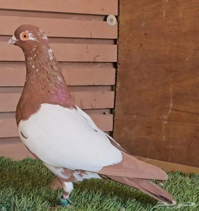 جوز دجي الماني قشطه 6