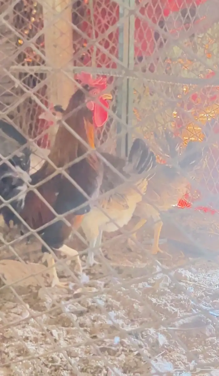 تاج ديك ودجاجتين تاج افرق 1