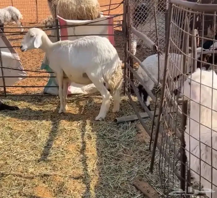 حريه دافع بيع سمح 2