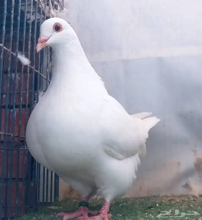 مهندس تربية حمام لاحم فرنسى ودواجن خبرة 9