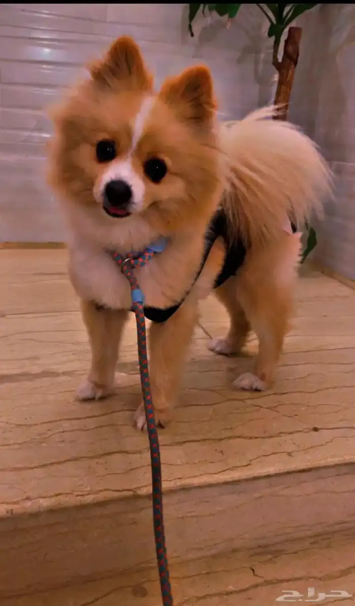 أنثى بوميرانيان جميلة ولطيفة 0