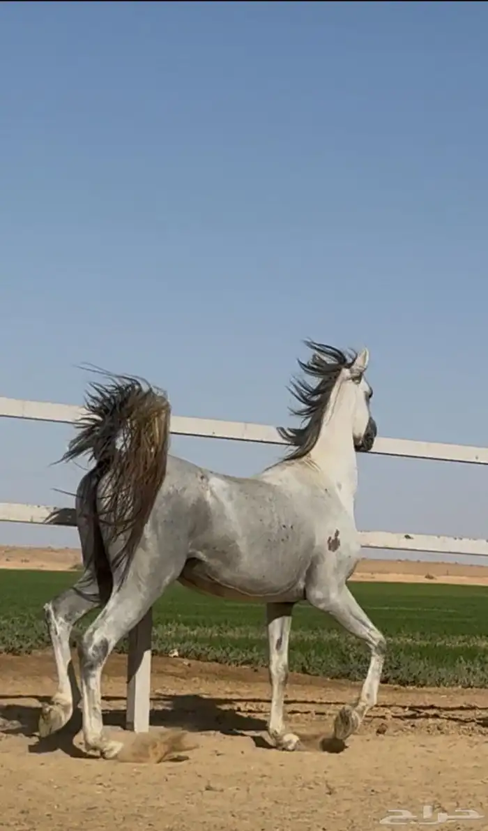 خيل واهو 0