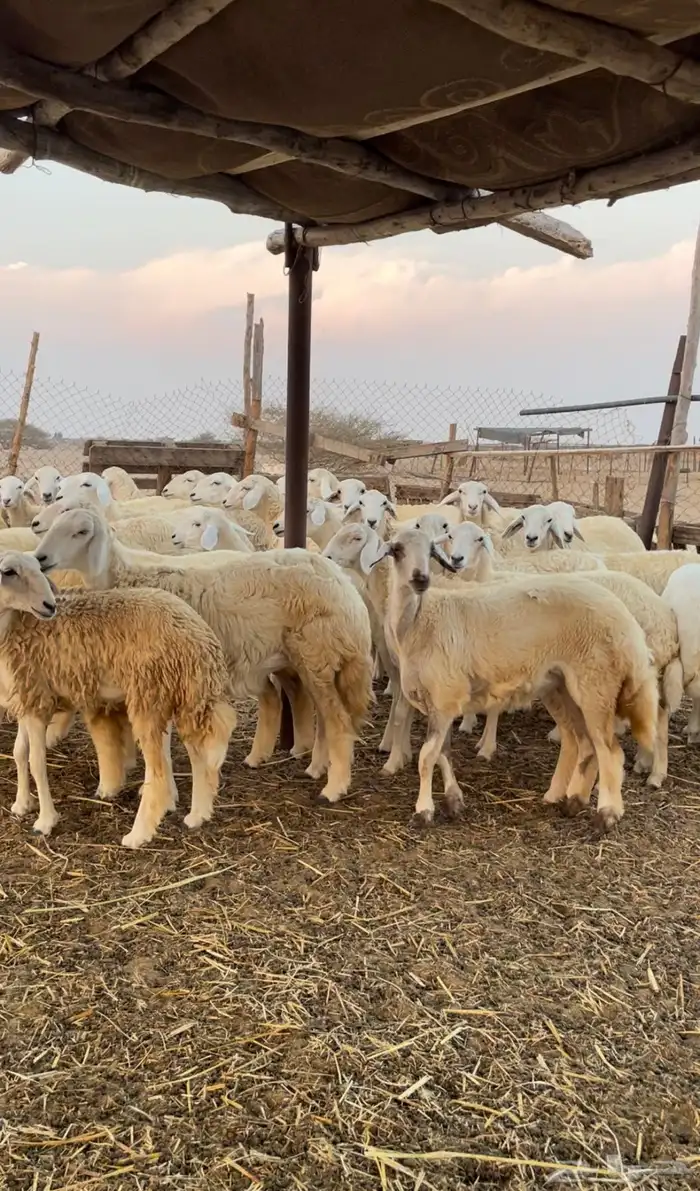 رخال حريه للبيع 5