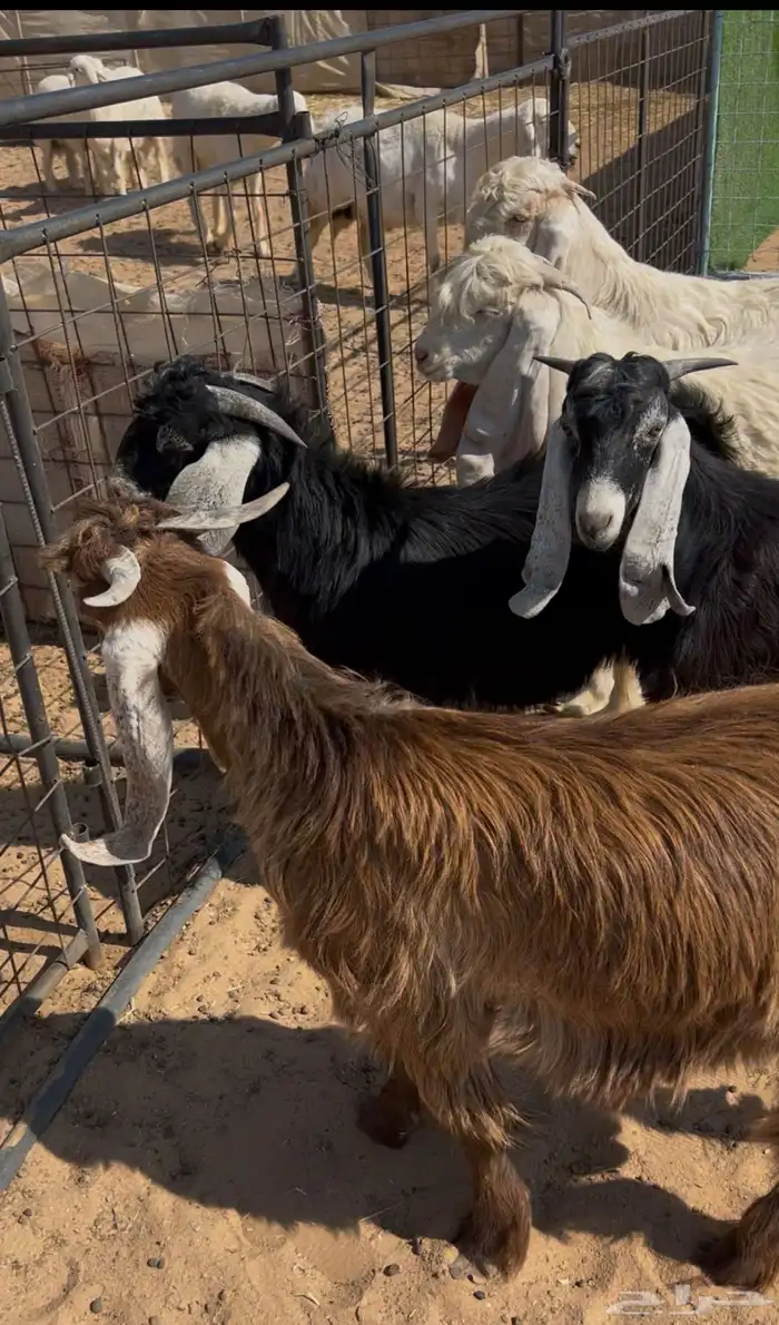 متوفر لدينا ذبايح برية بعفيف 0