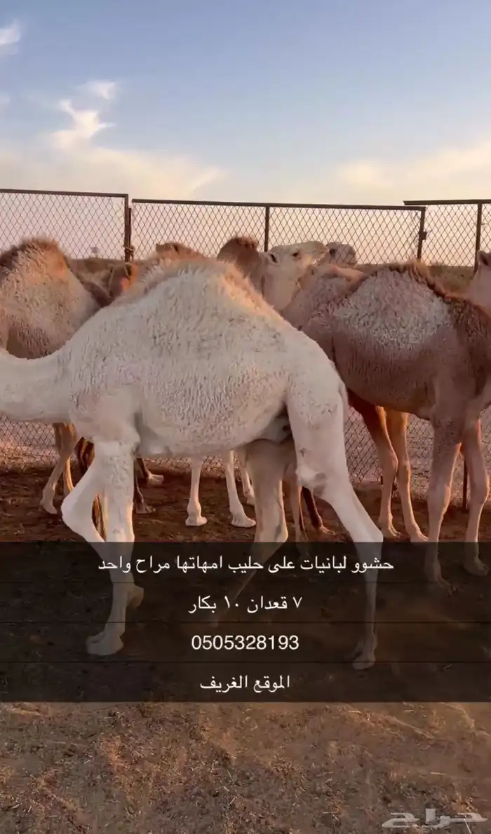 حشو على حليب فل شحم واطيب من التصوير 3