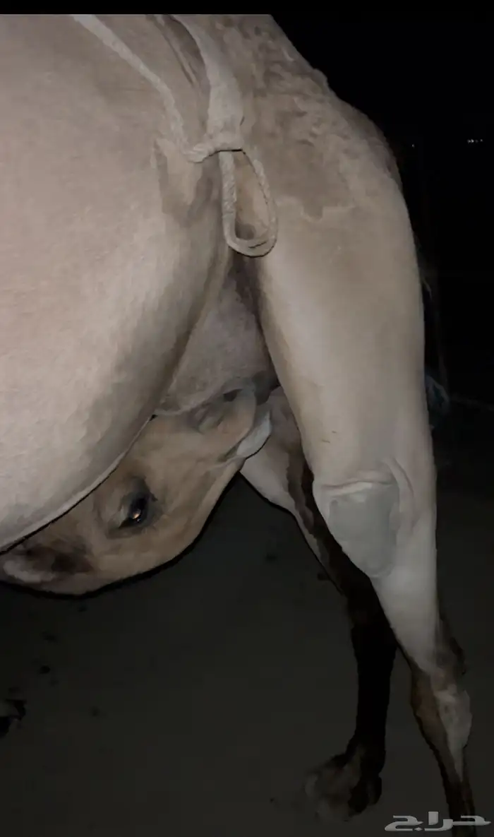 ناقة خلفة معها بكرة توها ثنية 4