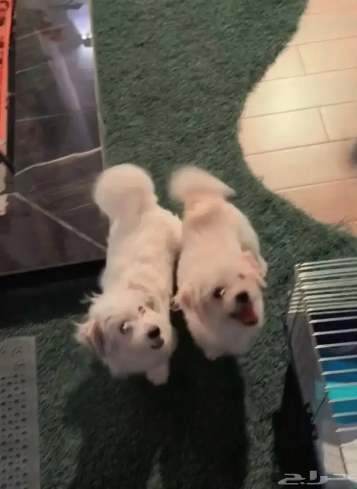 كلاب مالتيز للبيع 0