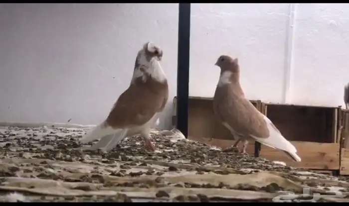 حمام قطيفي كوري قنادي اصفر 0