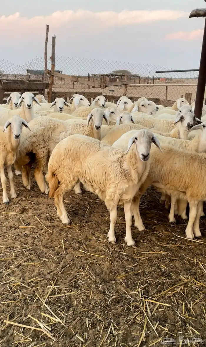 رخال حريه للبيع 2