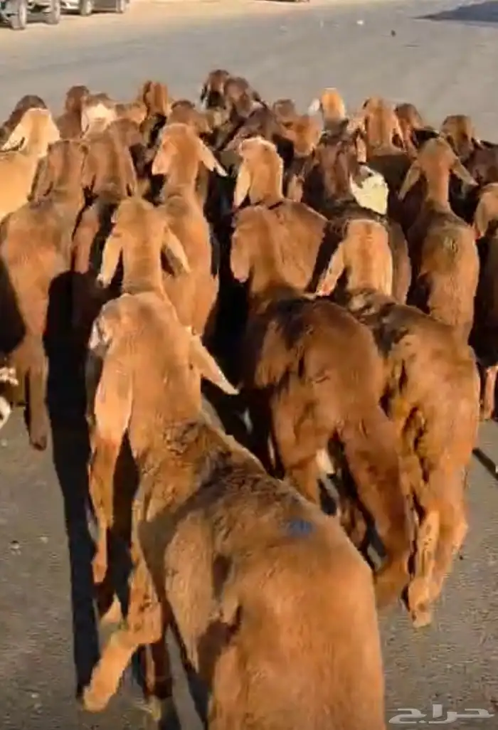 حاشي قعدان 3850 وبربري 750 و تيس 950 4