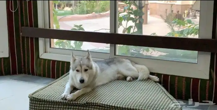 كلاب اعزكم الله مو مهجنه 1