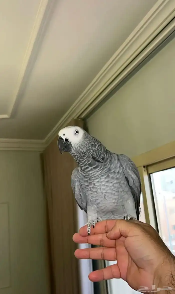 للبيع كاسكو افريقي اليف وهدد ومتكلم 0