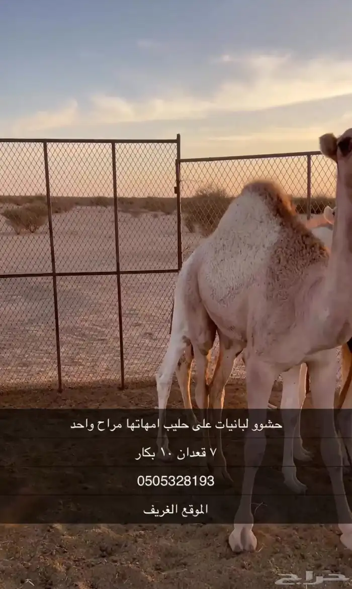 حشو على حليب فل شحم واطيب من التصوير 6