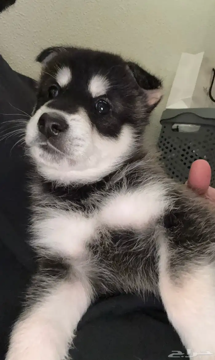 كلب نصف هاسكي نصف جيرمن 0