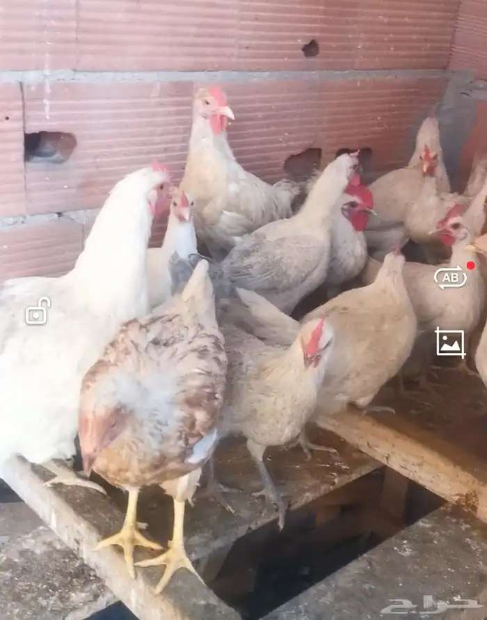 دجاج فيومي المنيوم بياض واحجام سوبر جامبو 8