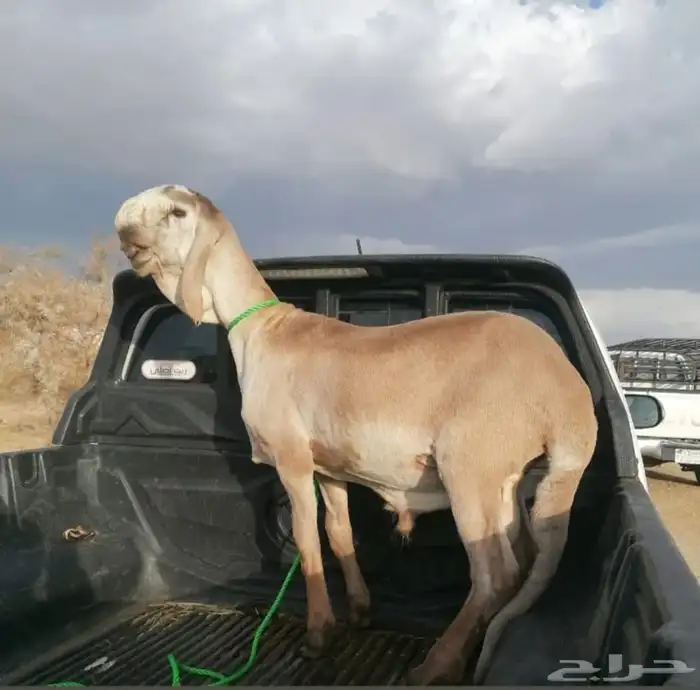 فحل درماني صنف الصنف وخصم نادر 2