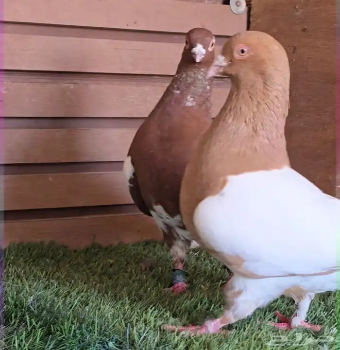 جوز دجي الماني قشطه 5