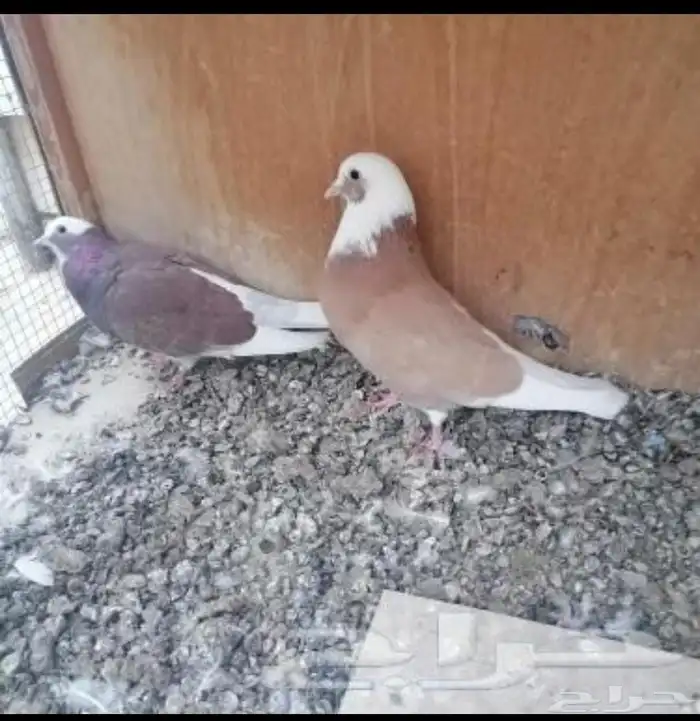 اربعه ازواج للبيع قطايف 2