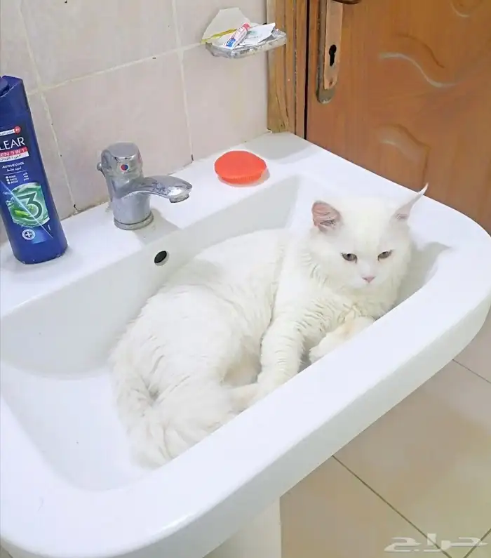 السلام عليكم.. قط شيرازي تربية منزل.. معقم ونظيف.. ودود جدا 2